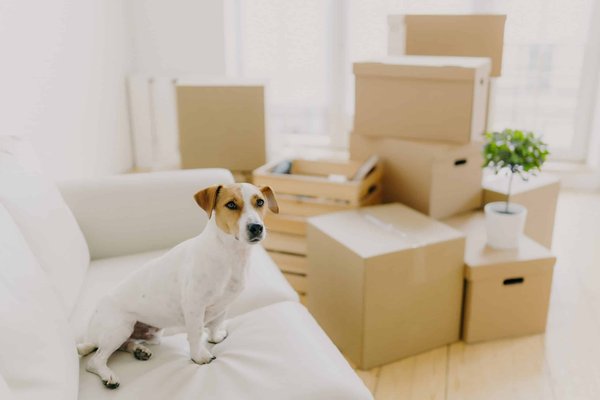 What Are the Best Natural Fiber Sweaters for Sensitive Skin in an Office Setting?