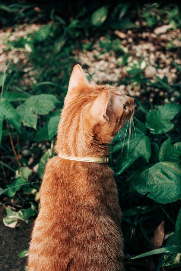 How Do Sensory Gardens Benefit Children with Sensory Processing Disorders?